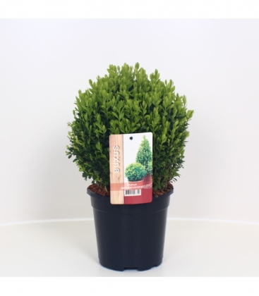 Buxus
