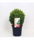 Buxus
