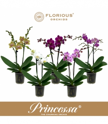 Phalaenopsis