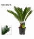 Cycas