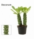 Euphorbia