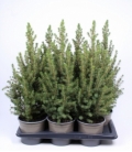 Picea