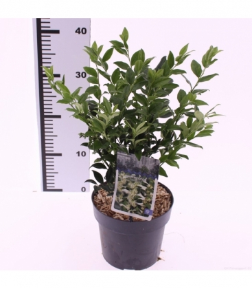 Sarcococca