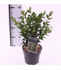 Sarcococca