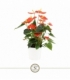 Anthurium