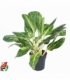 Aglaonema