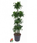 Dracaena