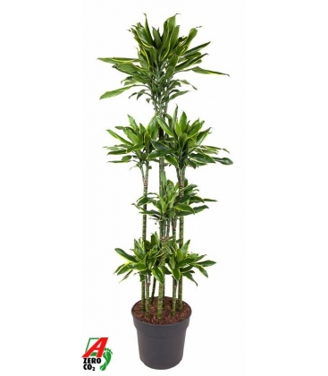Dracaena