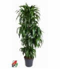 Dracaena