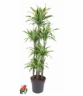 Dracaena