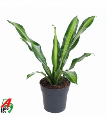 Dracaena