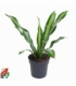 Dracaena