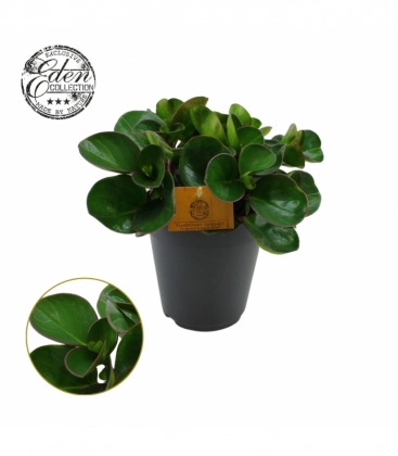 Peperomia