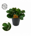 Peperomia