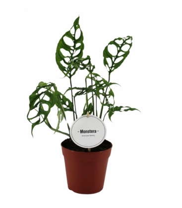 Monstera