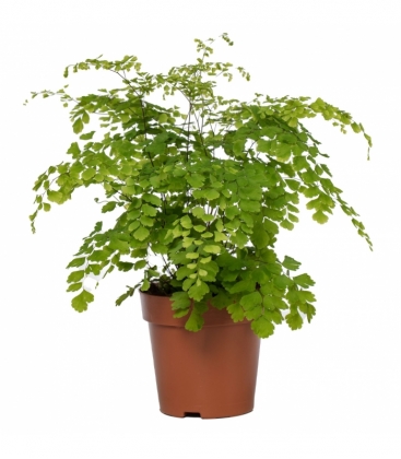 Adiantum