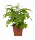 Adiantum