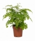 Adiantum