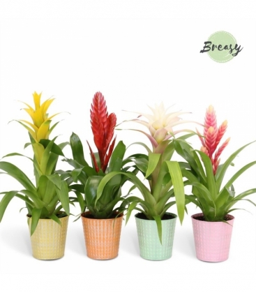 Bromelia
