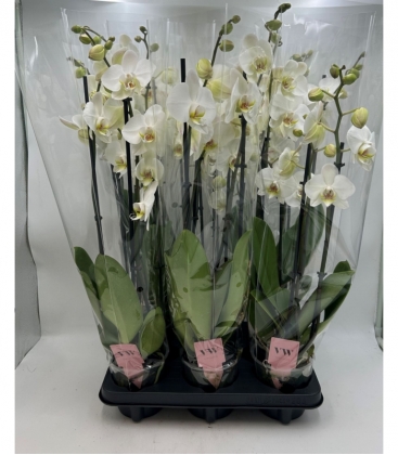 Phalaenopsis