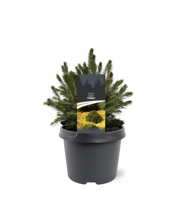 Picea