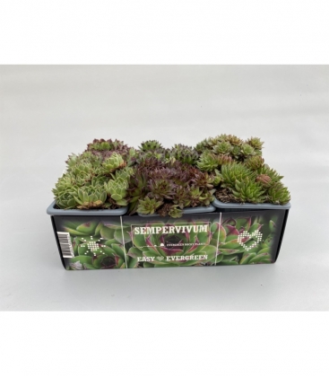 Sempervivum