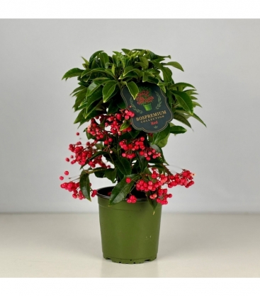 Ardisia