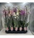 Phalaenopsis