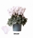 Cyclamen