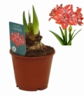 Amaryllis