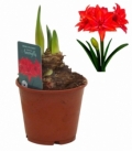Amaryllis