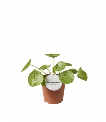 Pilea