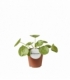 Pilea