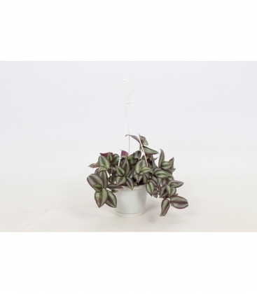 Tradescantia