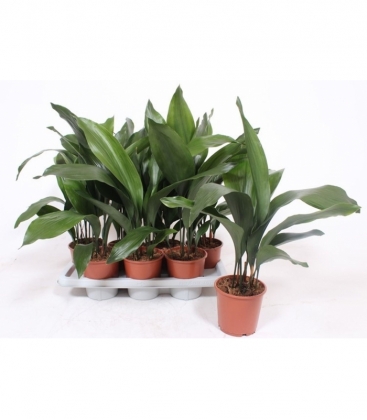 Aspidistra