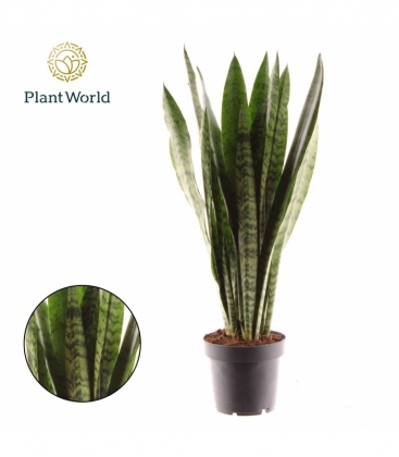 Sansevieria