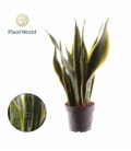 Sansevieria