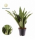 Sansevieria