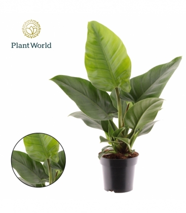 Philodendron
