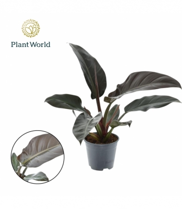 Philodendron