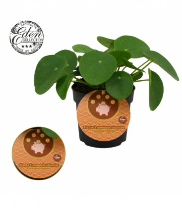 Pilea