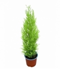 Cupressus