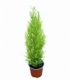 Cupressus