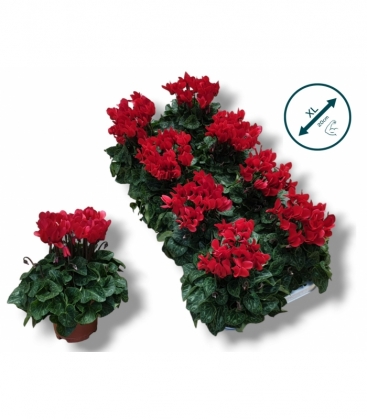 Cyclamen