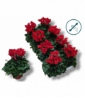 Cyclamen