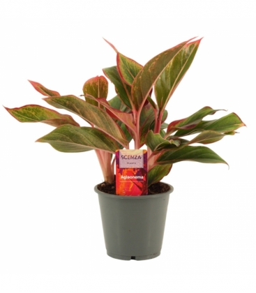 Aglaonema