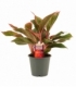 Aglaonema
