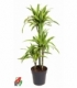 Dracaena