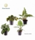 Pilea