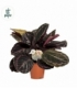Calathea